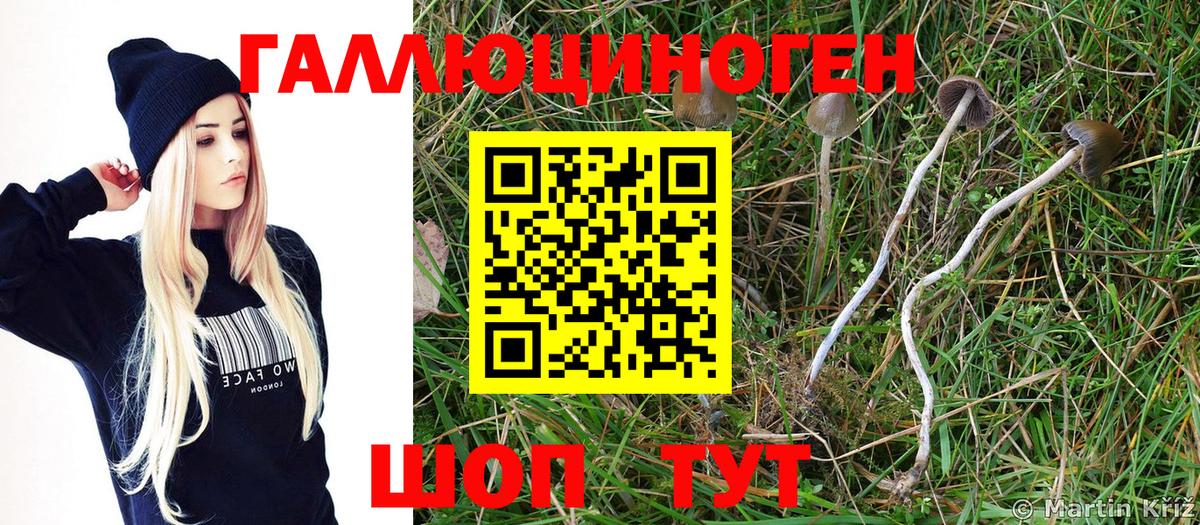 Псилоцибиновые грибы Psilocybe  Вход с VPN  Галлюциногенные грибы мухоморы  Ялта 
